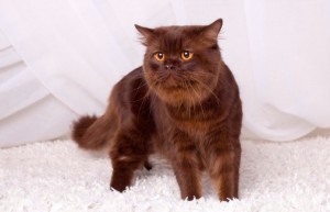 Шоколадный окрас британских кошек с фото галереей. Фото британских кошек, котов, котят шоколадного окраса. Шоколадные британцы: стандарт окраса 